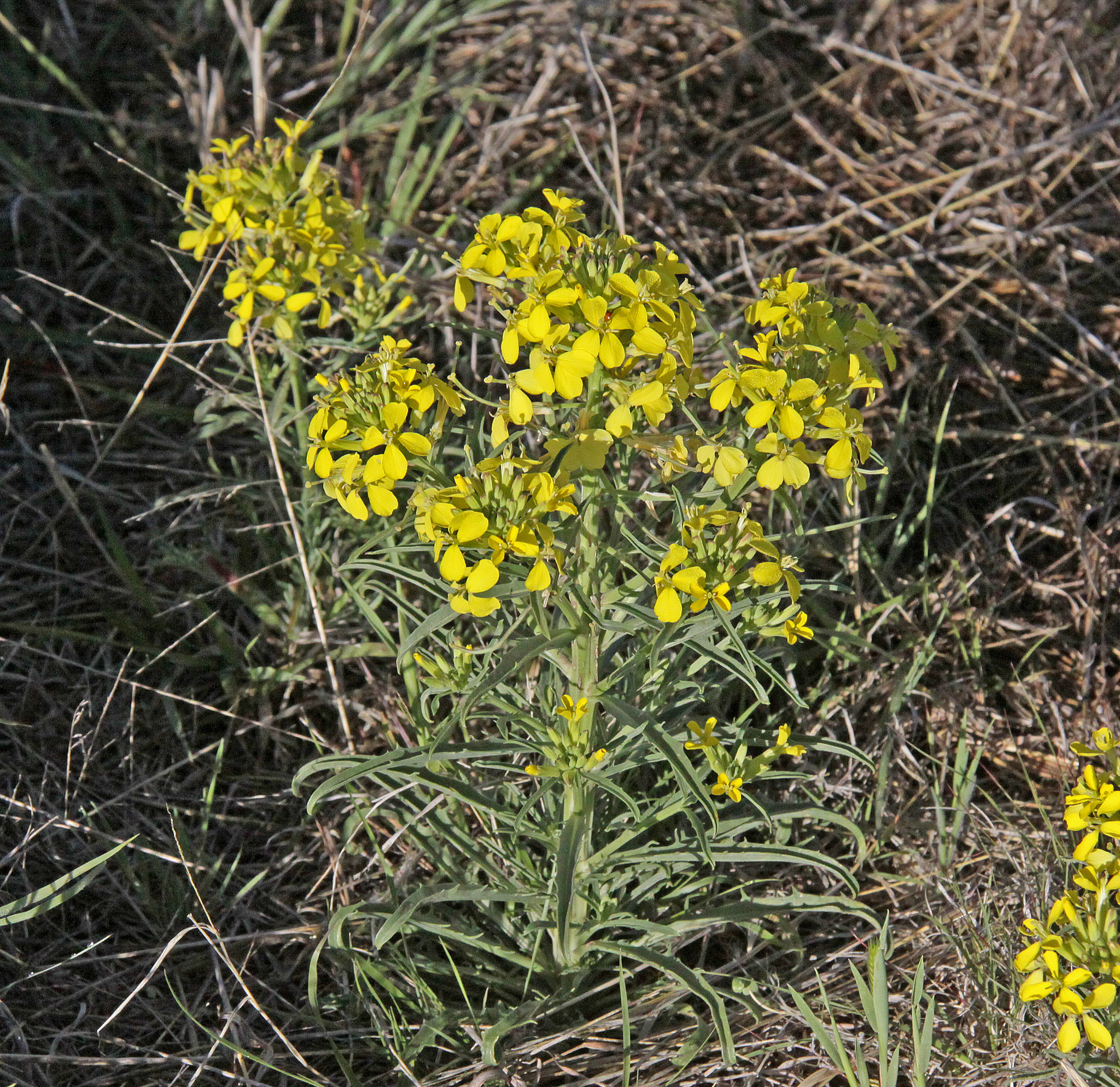 Erysimum asperum