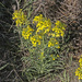 Prairie-rocket Wallflower - Photo (c) Jerry Oldenettel, some rights reserved (CC BY-NC-SA)