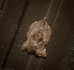 Meritastis ursina