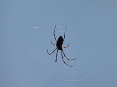 Trichonephila inaurata