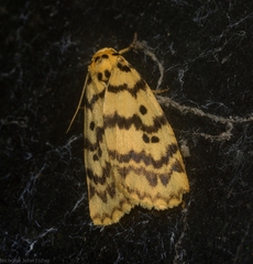 Hectobrocha multilinea