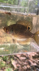 Centrarchus macropterus