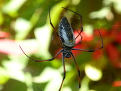 Trichonephila inaurata