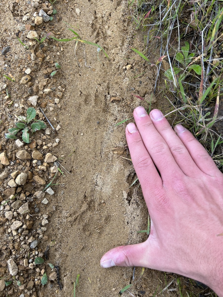 Bobcat in January 2024 by edanstark · iNaturalist