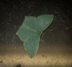 Maxates centrophylla