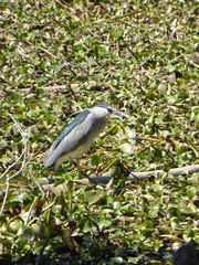 Nycticorax nycticorax