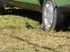 Acridotheres tristis