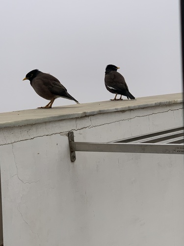 Common Myna