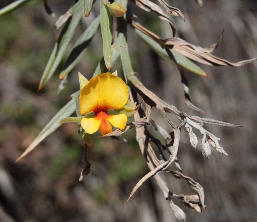Jacksonia horrida
