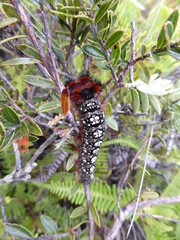 Lepidoptera