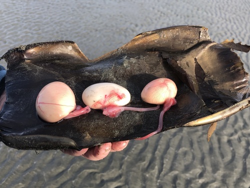 Big Skate, Chesterman Beach, Tofino, BC, CA, photo 4 of 10