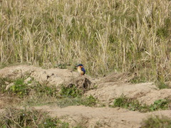 Corythornis vintsioides