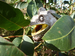 Furcifer oustaleti