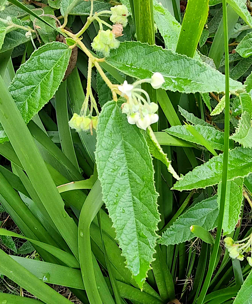 flowering-plants-from-arana-hills-library-arana-hills-qld-4054