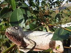 Furcifer oustaleti
