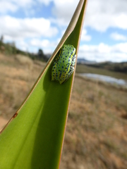 Heterixalus betsileo