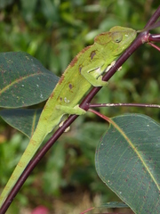 Furcifer oustaleti