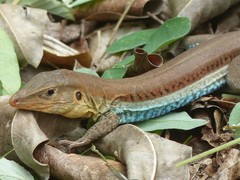 Pholidoscelis auberi