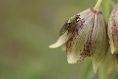 Fritillaria agrestis