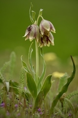 Fritillaria agrestis