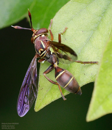 Rusty Wasp Fly