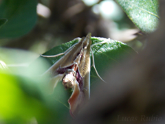 Agathodes designalis