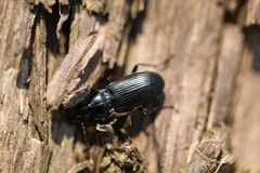 Pseudomaseus