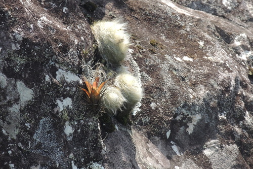 Image of Parodia haselbergii by (c) William G. Borges, some rights reserved (CC BY)