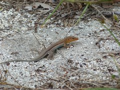 Pholidoscelis auberi