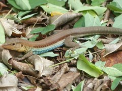 Pholidoscelis auberi