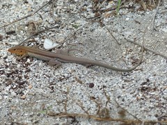 Pholidoscelis auberi