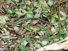 Pholidoscelis auberi