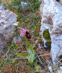 Ophrys ferrum-equinum