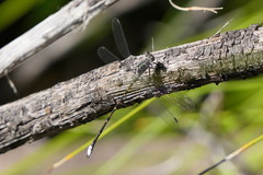 Ecchlorolestes peringueyi