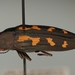 Buprestis laeviventris - Photo (c) Julian F, some rights reserved (CC BY-NC), uploaded by Julian F
