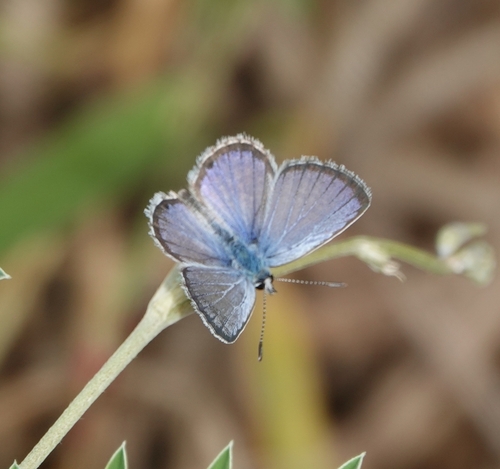 Hanno Blue photographed in Saint Kitts and Nevis