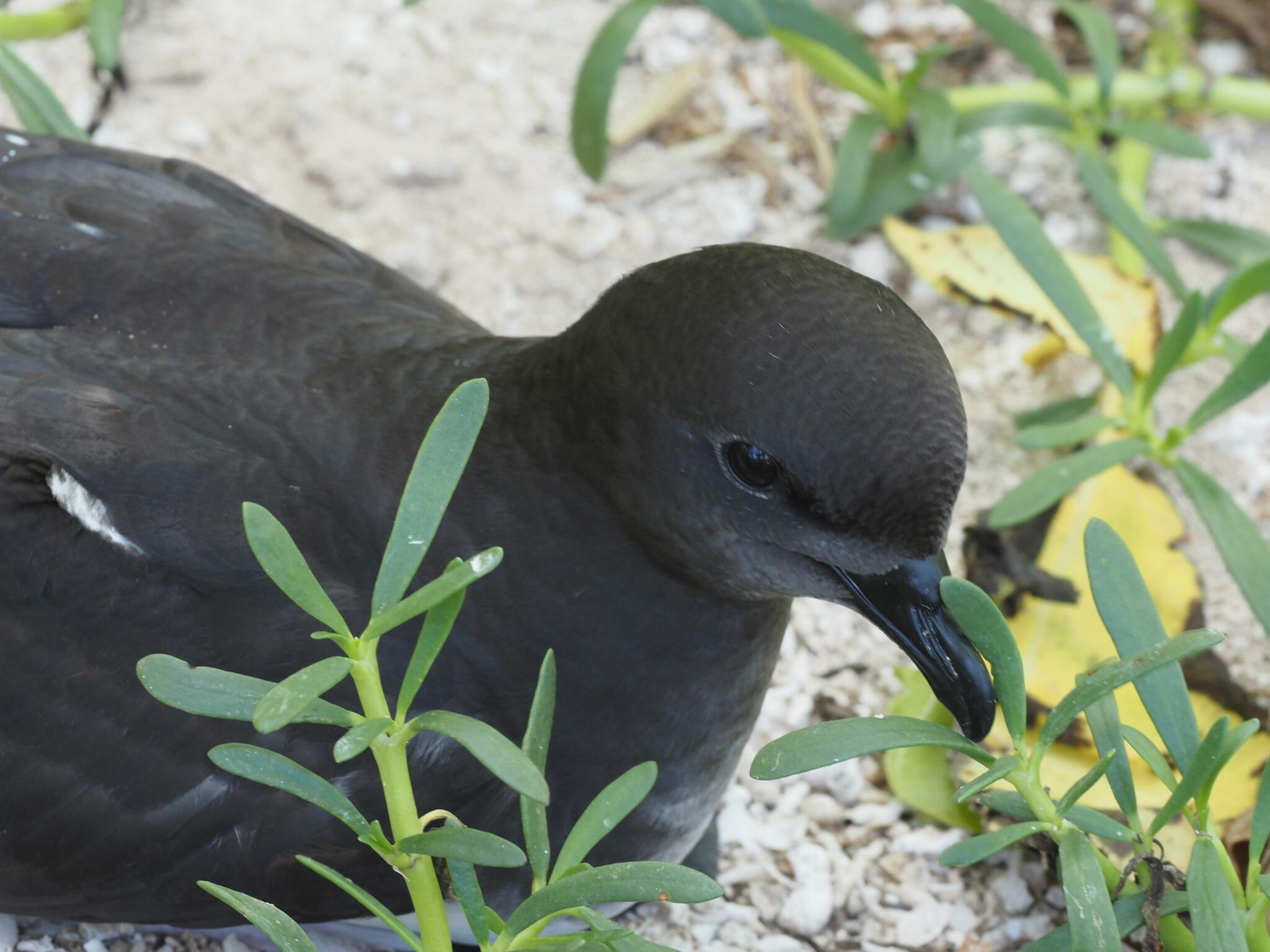 Phoenix Petrel (Pterodroma alba), photo 7