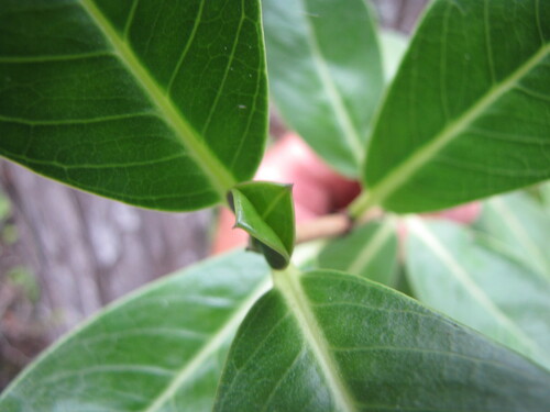 Psychotria hawaiiensis observed 2010-02-26
