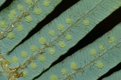 Dicranopteris linearis