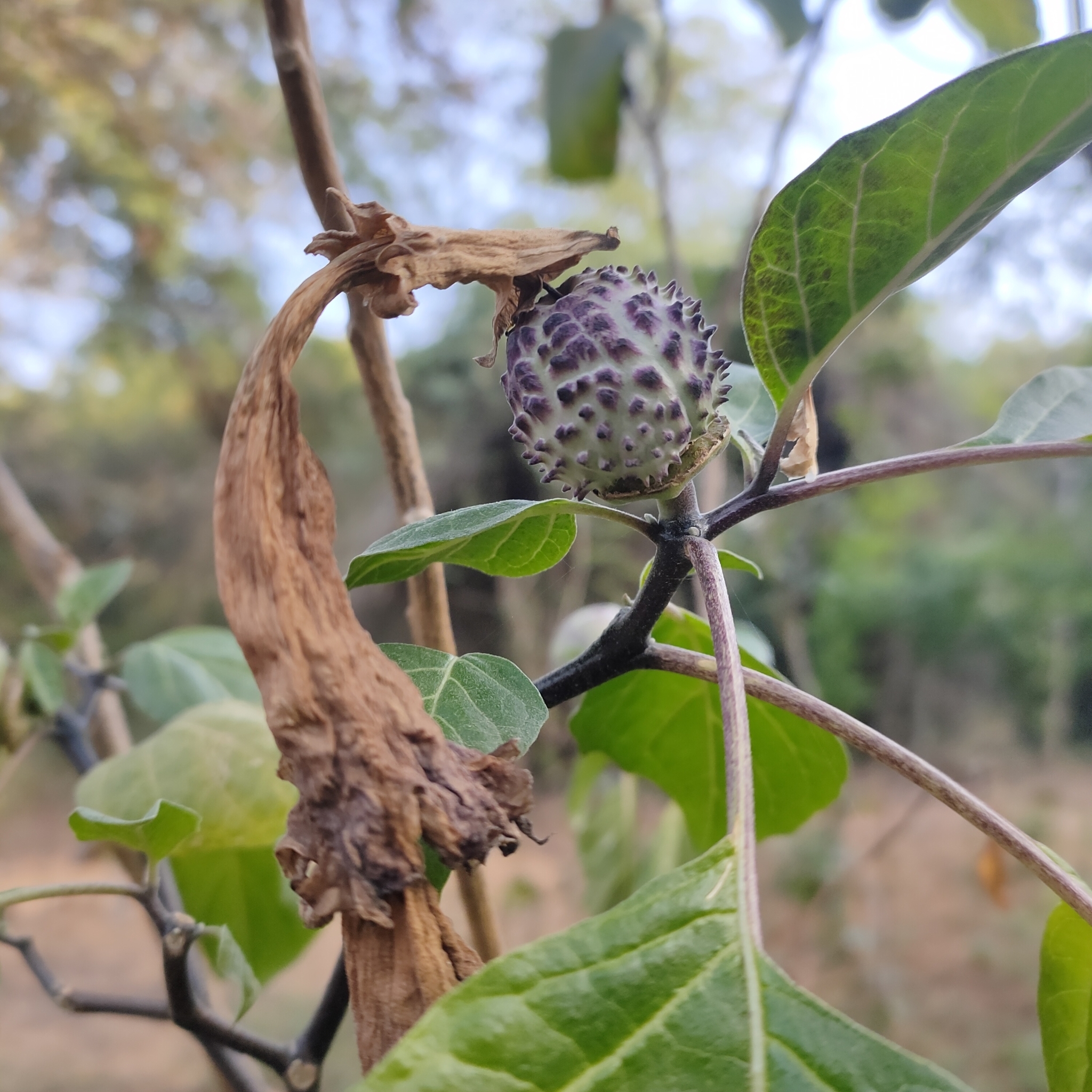 Imagem de Trombeta-dos-anjos