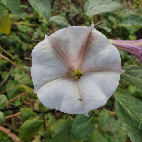 Foto de Trombeta-dos-anjos