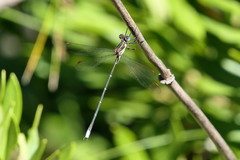 Chlorolestes conspicuus