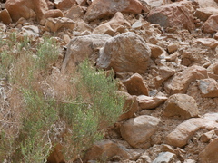 Lindenbergia arabica