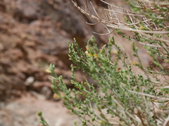 Lindenbergia arabica