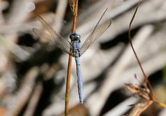 Orthetrum abbotti