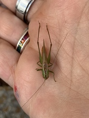 Conocephalus cinereus