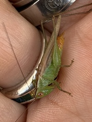 Conocephalus cinereus
