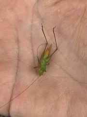 Conocephalus cinereus