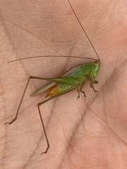 Conocephalus cinereus