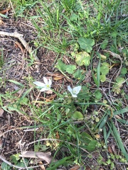 Ornithogalum umbellatum